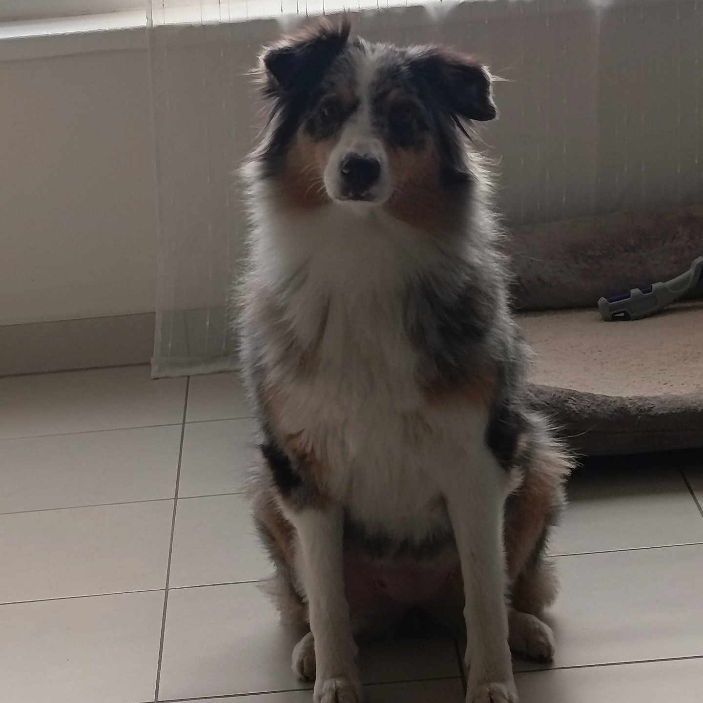 Ruby a rejoint le concours — aidez-le/la à gagner de superbes lots ! dog, indoor, pet, animal, floor, tile, curtain, window, bed, furry, sitting, brown, white, black, ears, home, domestic, canine, quiet, calm