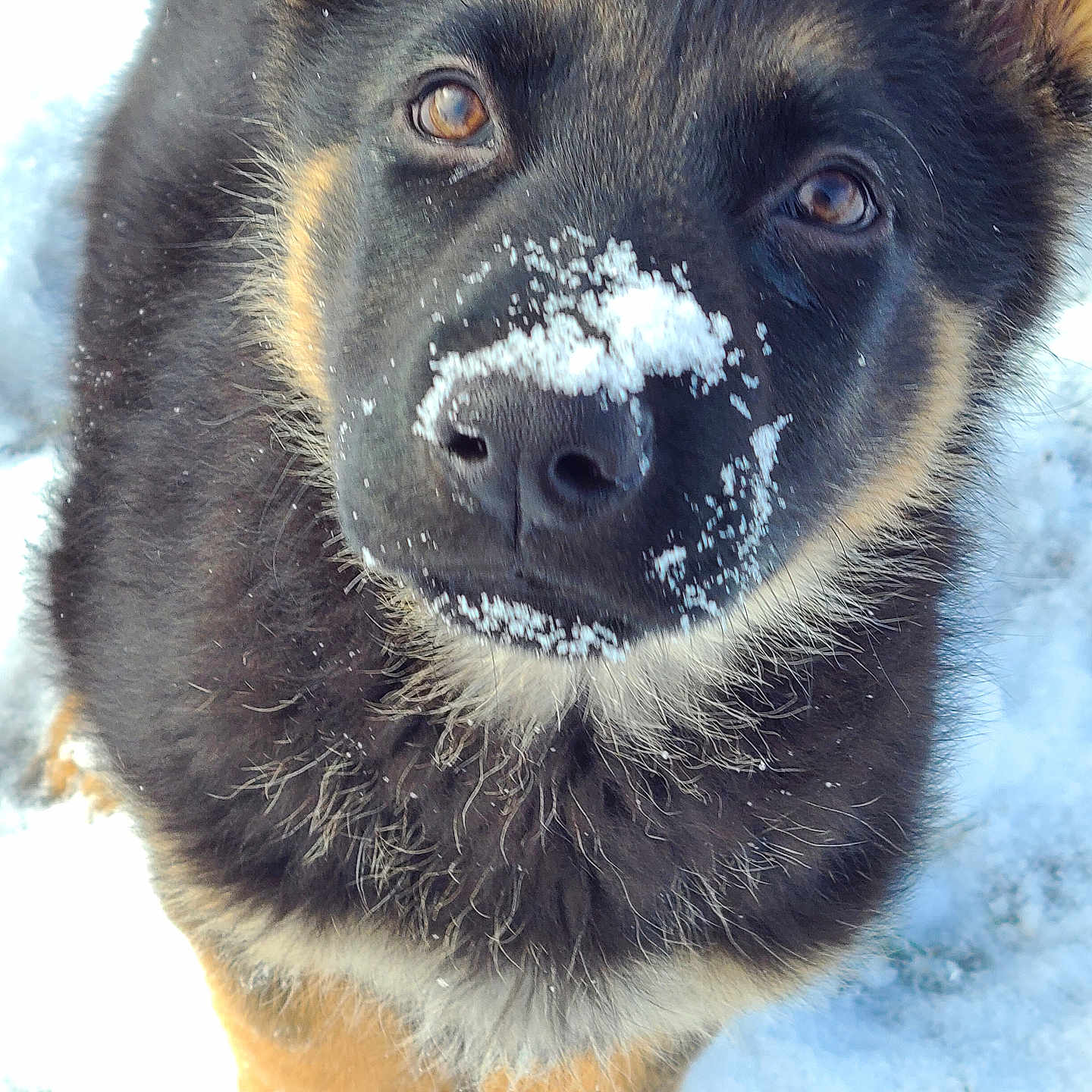 Max joined the competition — help win amazing prizes! animal, blizzard, canine, dog, germanshepherd, husky, ice, nature, outdoors, pet, policedog, puppy, snout, snow, storm, winter