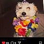 dog, pet, small_dog, white_fur, floral_lei, party_hat, instagram_screenshot, social_media, profile_icon, likes_count, heart_icon, caption_text, blurry, indoor, portrait, colorful, celebration, cute, nose, costume