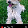 Tyson is registered to the contest to win money with this photo: dog, puppy, grass, instagram_screenshot, tongue_out, collar, tag, fluffy, white_and_tan, closeup, outdoors, profile_picture, like_count, caption, social_media, paws, portrait, icons, heart_icon, smiling