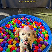 Tyson is registered to the contest to win money with this photo: dog, dog_face, small_dog, ball_pit, plastic_balls, blue_pool, colorful, tongue_out, leash, collar, playful, sunlit, portrait, closeup, event_booth, banner, outdoor, smiling, cute, pet