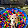 dog, dog_face, small_dog, ball_pit, plastic_balls, blue_pool, colorful, tongue_out, leash, collar, playful, sunlit, portrait, closeup, event_booth, banner, outdoor, smiling, cute, pet