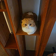 Dumpling is registered to the contest to win money with this photo: cat, orange_cat, white_cat, wooden_shelf, indoor, pet, feline, fur, cute, sitting, big_eyes, cozy, carpet, furniture, animal, resting, curious, small_space, home, relaxed