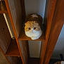 cat, orange_cat, white_cat, wooden_shelf, indoor, pet, feline, fur, cute, sitting, big_eyes, cozy, carpet, furniture, animal, resting, curious, small_space, home, relaxed