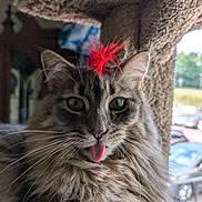 Hunley is registered to the contest to win money with this photo: cat, fluffy, tongue_out, red_feather, green_eyes, pet, feline, indoor, cat_tree, whiskers, cute, playful, animal, fur, closeup, portrait, domestic_cat, tabby, relaxed, house_pet