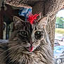 cat, fluffy, tongue_out, red_feather, green_eyes, pet, feline, indoor, cat_tree, whiskers, cute, playful, animal, fur, closeup, portrait, domestic_cat, tabby, relaxed, house_pet