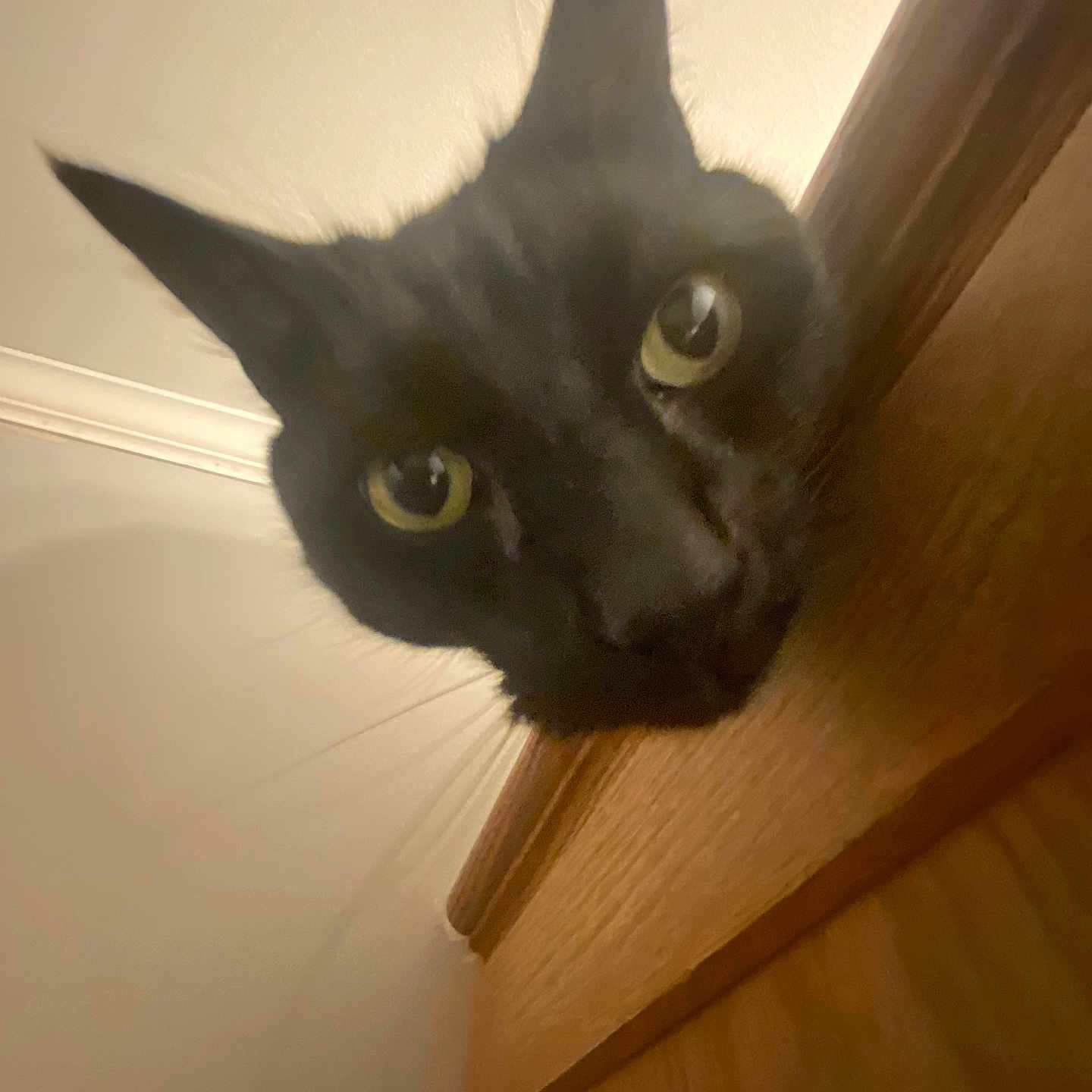 Boy Kitty is registered to the contest to win money with this photo: abyssinian, animal, blackcat, cat, hardwood, kitten, manx, pet, plywood, wood