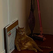 Kaimana joined the competition — help win amazing prizes! cat, orange_tabby, pet, indoor, floor, wooden_floor, vacuum_cleaner, whiteboard, calendar, leaning, sitting, relaxed, furniture, wall, home, domestic, animal, fur, cute, chubby