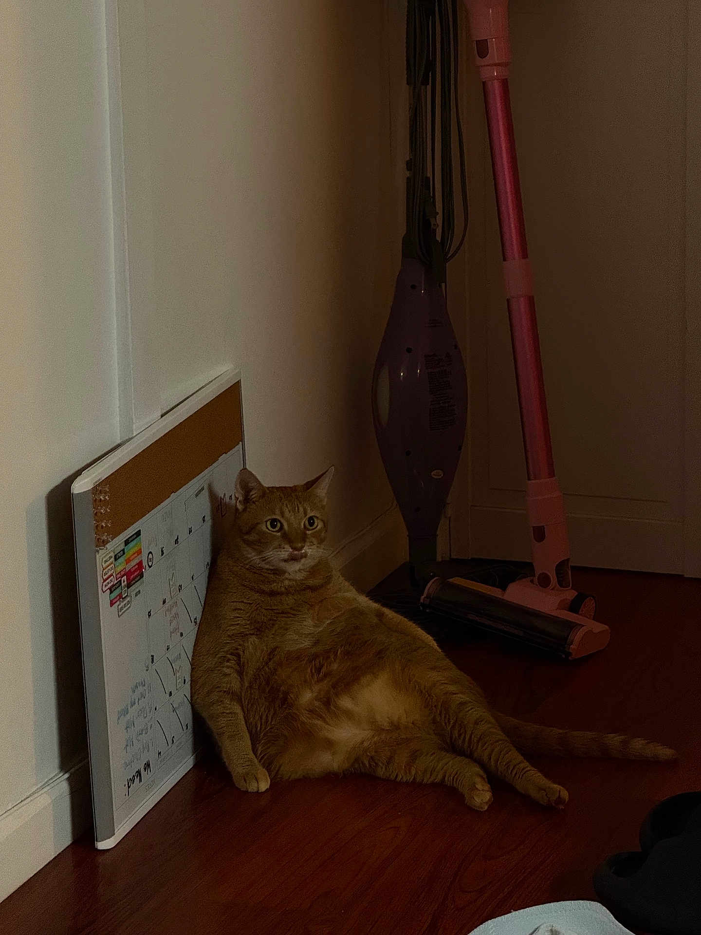Kaimana joined the competition — help win amazing prizes! cat, orange_tabby, pet, indoor, floor, wooden_floor, vacuum_cleaner, whiteboard, calendar, leaning, sitting, relaxed, furniture, wall, home, domestic, animal, fur, cute, chubby