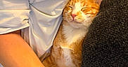 Torchy joined the competition — help win amazing prizes! cat, orange_cat, white_cat, sleeping, relaxed, person, arm, white_shirt, cushion, blanket, indoor, cozy, pet, feline, close_up, resting, comfort, nap, cute, domestic_animal