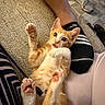 kitten, cat, orange_cat, white_cat, pet, paw, playing, carpet, sock, leg, striped_sock, indoor, cute, fur, animal, resting, closeup, domestic_cat, young_cat, curious