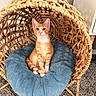 cat, kitten, orange_tabby, pet, animal, feline, basket, woven_basket, chair, cushion, plush, indoor, cozy, carpet, floor, furniture, cute, sitting, looking, curious