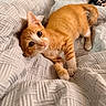 kitten, orange_tabby, cat, pet, animal, cute, playful, blanket, white, texture, indoor, cozy, fur, whiskers, paws, young, small, looking_up, resting, domestic