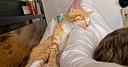 Torchy is registered to the contest to win money with this photo: bed, cat, closeup, cozy, cute, domestic_animal, feline, fur, indoor, kitten, nap, orange_tabby, paw, pet, relaxed, resting, sleeping, whiskers, white_pillow, wooden_headboard