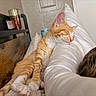 cat, kitten, sleeping, orange_tabby, paw, white_pillow, bed, wooden_headboard, indoor, cozy, relaxed, feline, nap, fur, domestic_animal, pet, resting, cute, whiskers, closeup