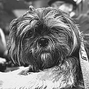 Jaceek joined the competition — help win amazing prizes! animal, black_and_white, blurred_background, close_up, companion, cute, dog, domestic_animal, face, fluffy, focus, fur, hat, indoor, lying_down, person, pet, portrait, shaggy_coat, soft_lighting