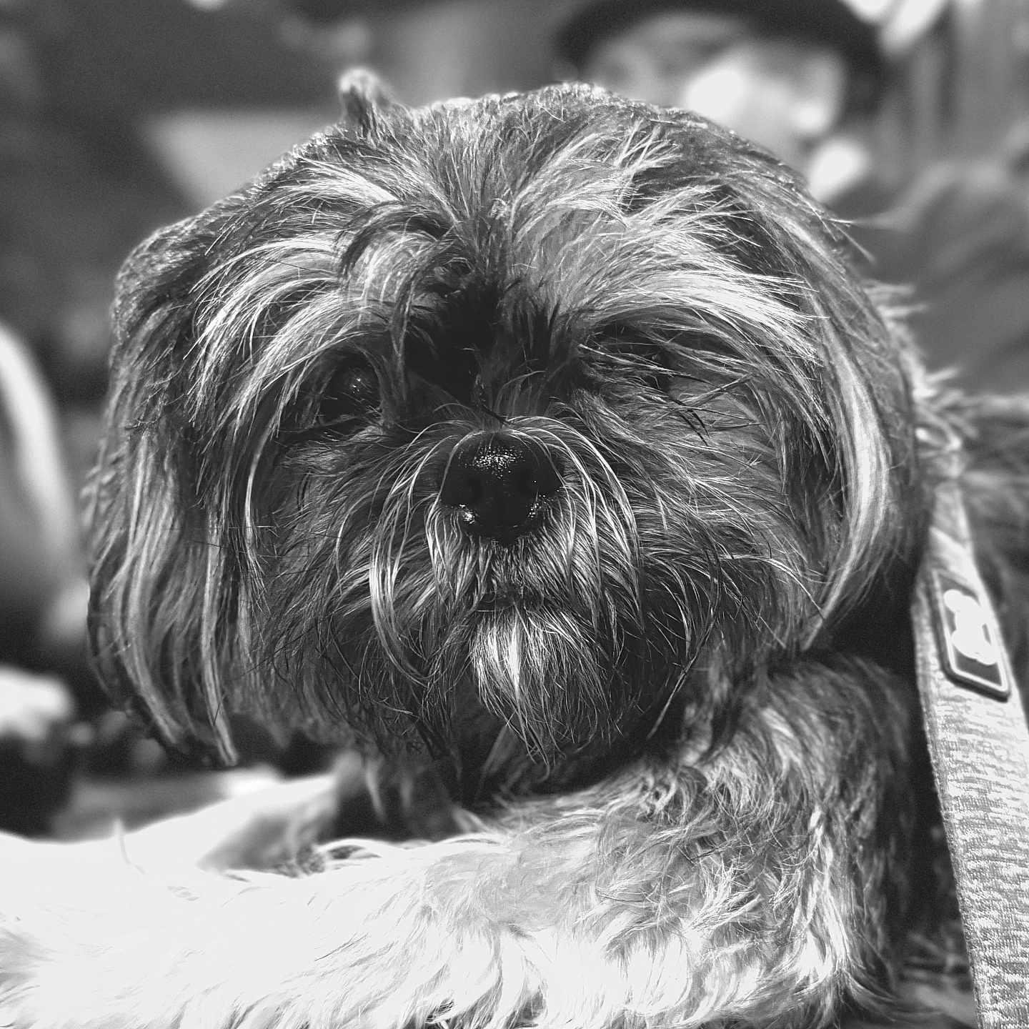 Jaceek joined the competition — help win amazing prizes! animal, black_and_white, blurred_background, close_up, companion, cute, dog, domestic_animal, face, fluffy, focus, fur, hat, indoor, lying_down, person, pet, portrait, shaggy_coat, soft_lighting