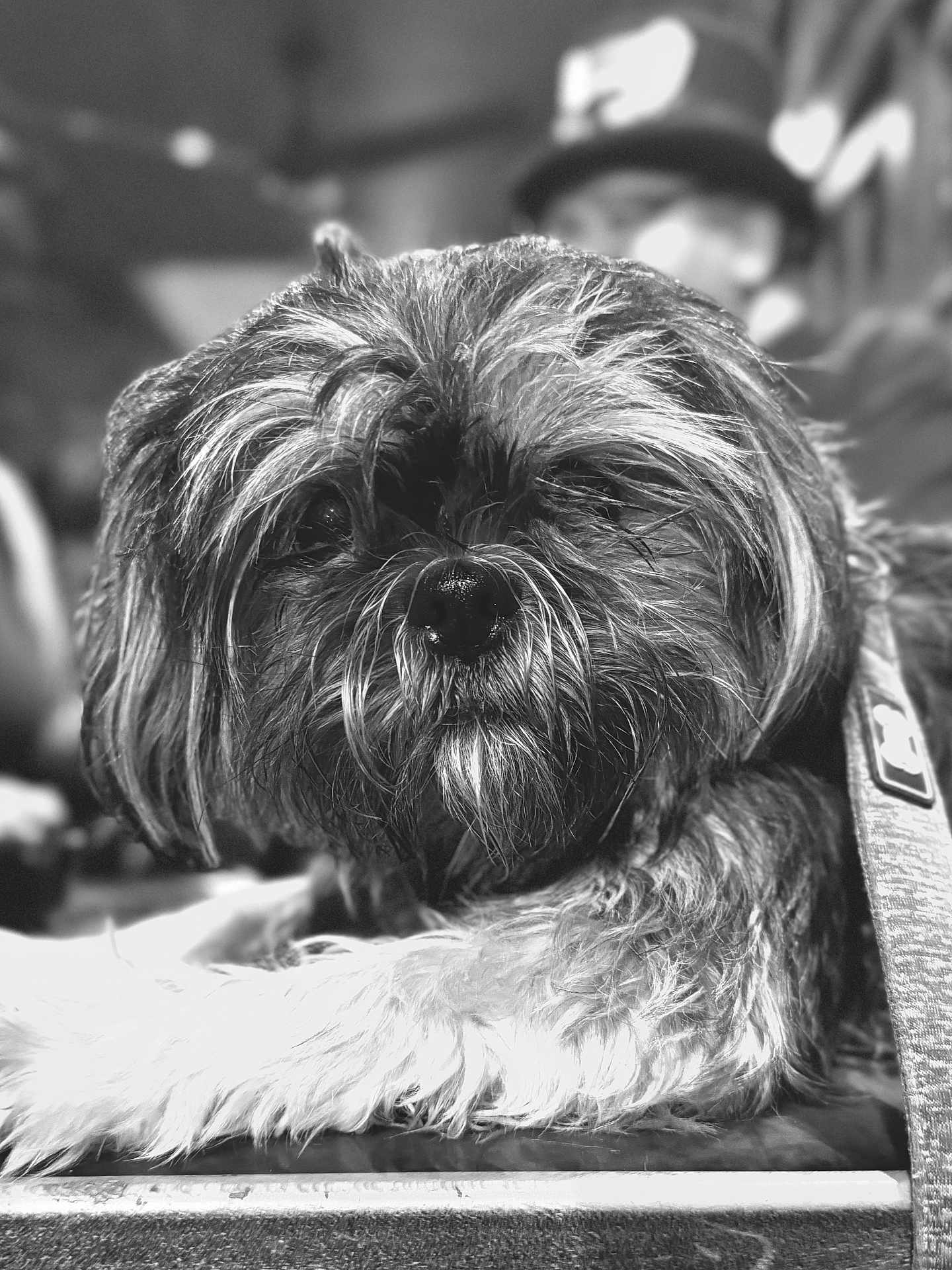 Jaceek joined the competition — help win amazing prizes! animal, black_and_white, blurred_background, close_up, companion, cute, dog, domestic_animal, face, fluffy, focus, fur, hat, indoor, lying_down, person, pet, portrait, shaggy_coat, soft_lighting
