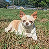dog, chihuahua, small_dog, pet, animal, grass, park, outdoor, sunlight, lying_down, sitting, short_hair, cream_fur, tan_fur, pointed_ears, brown_eyes, nose, playground, fence, trees