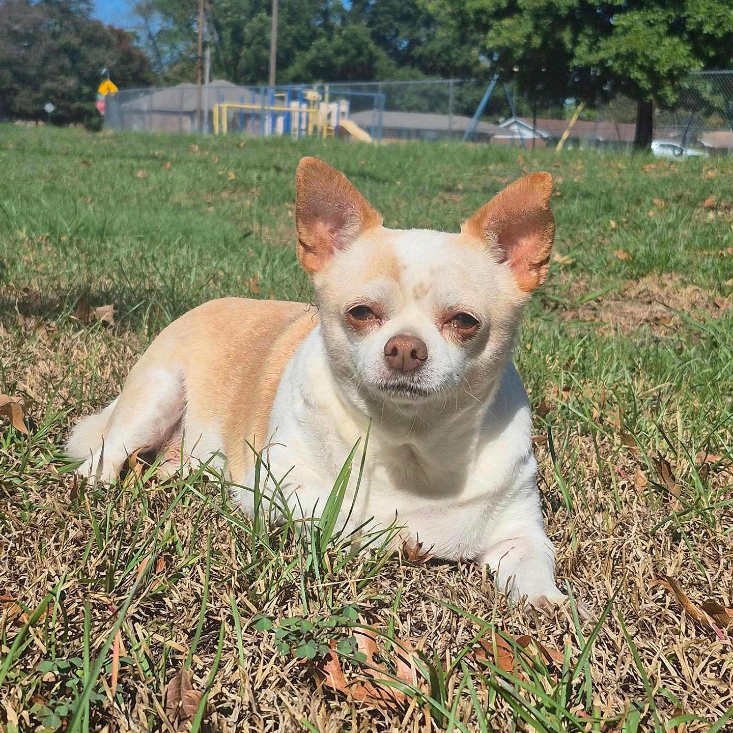 Peanut