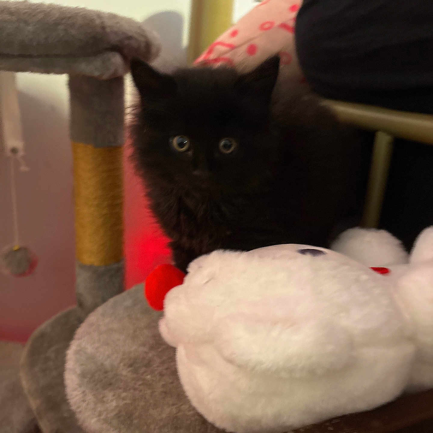 Batman is registered to the contest to win money with this photo: black_cat, kitten, cat_scratching_post, plush_toy, indoor, pet, furniture, curious, soft_texture, animal, cute, home, cozy, small_animal, fur, ears, eyes, toy, resting, feline