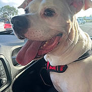 Joker joined the competition — help win amazing prizes! dog, white_dog, tongue_out, car_interior, harness, happy, pet, animal, closeup, window, parking_lot, daylight, seat, dashboard, tree, vehicle, canine, companion, mouth_open, ears