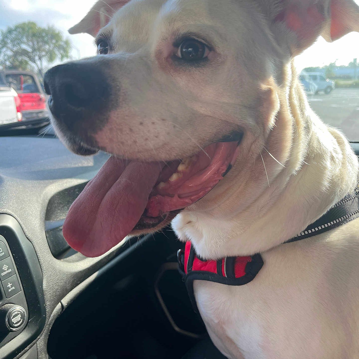 Joker joined the competition — help win amazing prizes! dog, white_dog, tongue_out, car_interior, harness, happy, pet, animal, closeup, window, parking_lot, daylight, seat, dashboard, tree, vehicle, canine, companion, mouth_open, ears