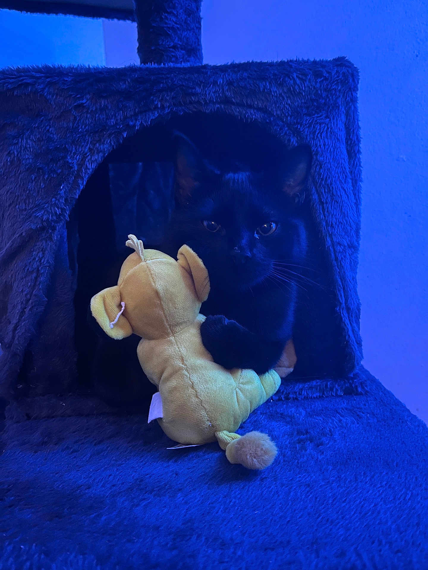 Pumba