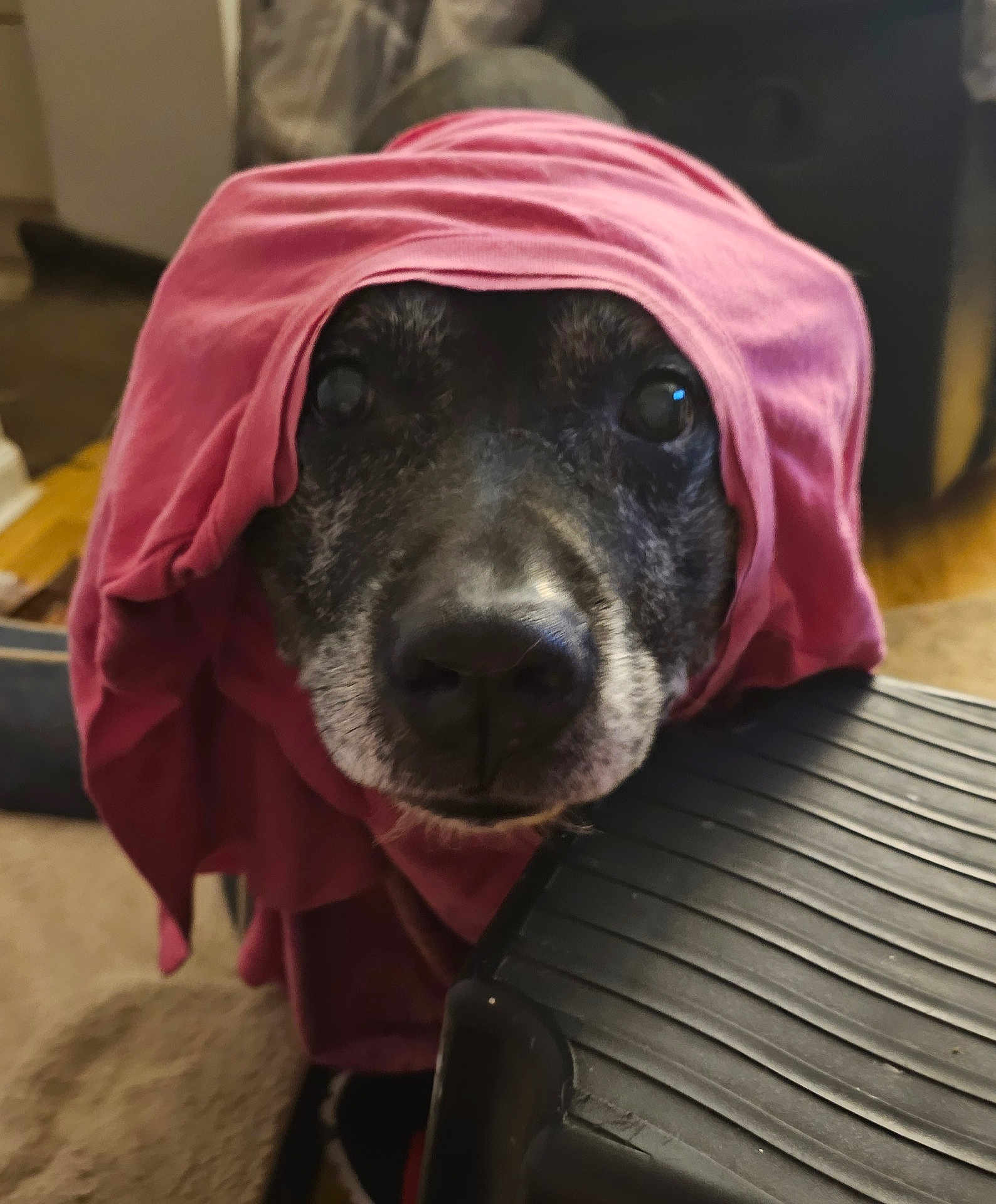 Victor is registered to the contest to win money with this photo: animal, black, carpet, closeup, cloth, curious, dog, ears, eyes, face, floor, fur, furniture, household, indoor, pet, pink, resting, snout, texture