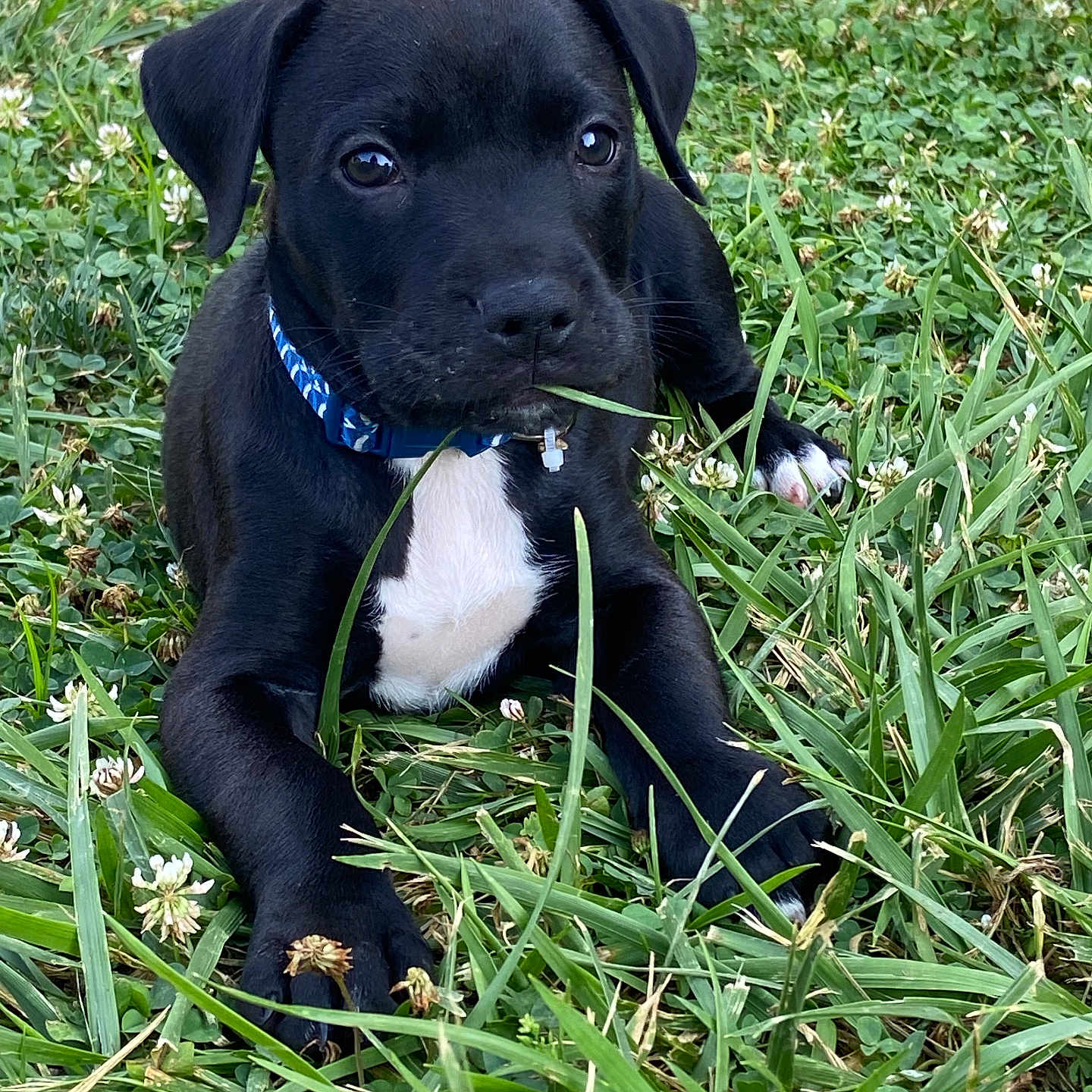 Beau is registered to the contest to win money with this photo: animal, ball, boxer, bulldog, canine, dog, field, grass, grassland, green, hound, labradorretriever, lawn, nature, outdoors, pet, plant, pointer, puppy, snout