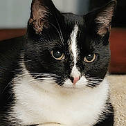 Maddie joined the competition — help win amazing prizes! animal, black_and_white, carpet, cat, close_up, cute, domestic_cat, ears, eyes, face, feline, fur, indoor, lying_down, pet, pink_nose, portrait, relaxed, tuxedo_cat, whiskers