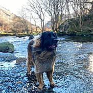 Cuddy is registered to the contest to win money with this photo: animal, canine, daylight, dog, environment, fur, landscape, majestic, natural, nature, outdoor, peaceful, river, rocks, scenic, standing, stream, trees, water, wildlife