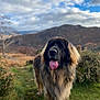 animal, black, brown, canine, cloudy, dog, fluffy, fur, grass, landscape, mountains, nature, outdoor, path, pet, portrait, scenery, sky, tongue, walking
