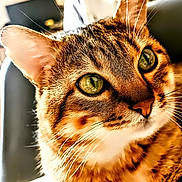 Gaïa participe au concours pour gagner de l'argent avec cette photo : animal, blurred_background, cat, close_up, curious, cute, domestic_cat, face, feline, fur, green_eyes, indoor, looking, mammal, pet, portrait, relaxed, soft_light, tabby, whiskers