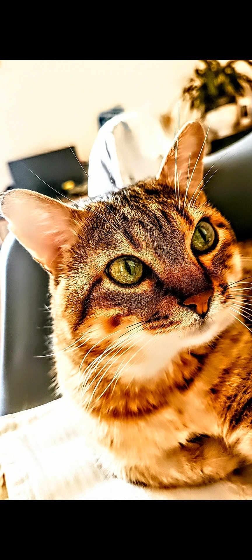 Gaïa