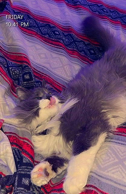 Gray joined the competition — help win amazing prizes! art, canidae, carnivore, cat, claw, companion_dog, dog_breed, electric_blue, felidae, fur, magenta, pattern, paw, pink, purple, small_to_medium_sized_cats, snout, sporting_group, tail, whiskers