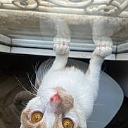 Aïoli participe au concours pour gagner de l'argent avec cette photo : cat, feline, pet, whiskers, paws, glass_table, upside_down, amber_eyes, close_up, portrait, curious, indoor, reflection, window, wood_floor, looking_up, white_fur, ginger_fur, pink_nose, table