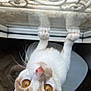 cat, feline, pet, whiskers, paws, glass_table, upside_down, amber_eyes, close_up, portrait, curious, indoor, reflection, window, wood_floor, looking_up, white_fur, ginger_fur, pink_nose, table
