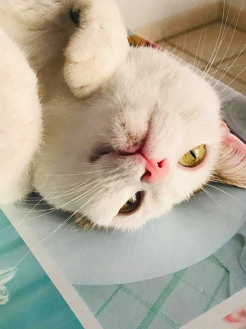 Melo participe au concours pour gagner de l'argent avec cette photo : carnivore, cat, claw, comfort, domestic_short_haired_cat, felidae, fur, nap, paw, sleep, small_to_medium_sized_cats, snout, tail, whiskers