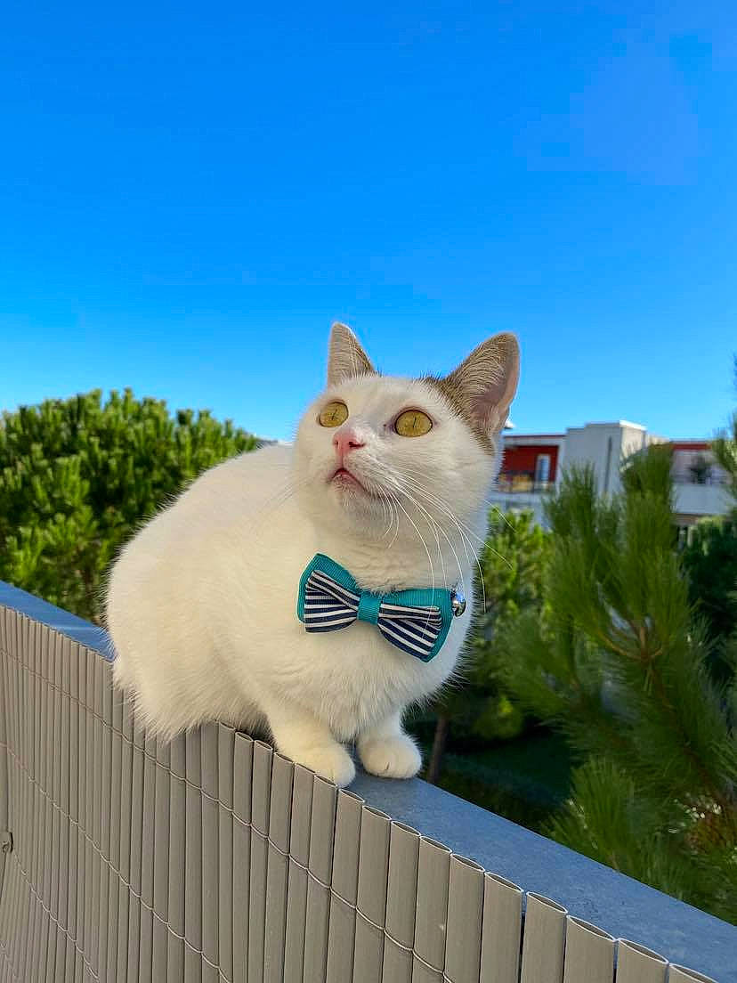 Melo participe au concours pour gagner de l'argent avec cette photo : art, building, carnivore, cat, domestic_short_haired_cat, eye, fawn, felidae, fence, fur, grass, plant, sky, small_to_medium_sized_cats, snout, tail, tree, whiskers, window, wood