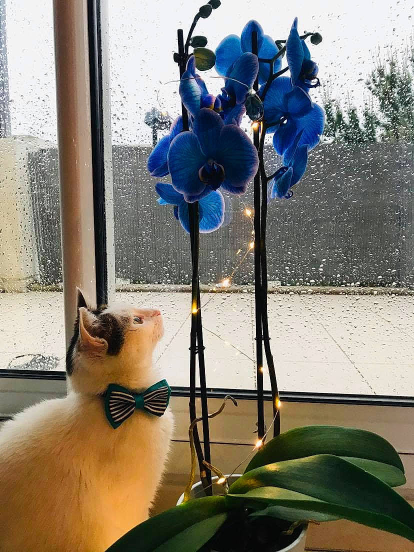 Melo participe au concours pour gagner de l'argent avec cette photo : blue, carnivore, cat, electric_blue, fawn, felidae, flower, flowering_plant, flowerpot, houseplant, light, petal, photograph, plant, siamese, small_to_medium_sized_cats, snapshot, terrestrial_plant, whiskers, window