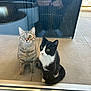 cat, two_cats, glass_door, reflection, black_and_white_cat, tabby_cat, green_eyes, curious, pets, indoor, floor_tiles, patio, feline, sitting, whiskers, ears, tail, domestic_animal, companions, looking_up