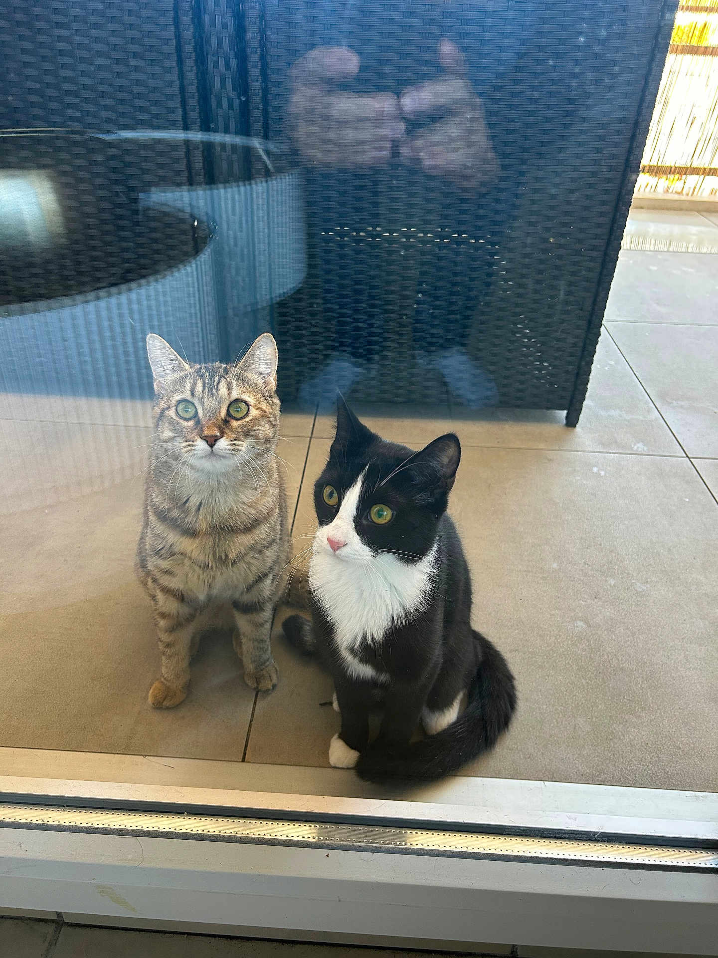 Pandora. Simba participe au concours pour gagner de l'argent avec cette photo : cat, two_cats, glass_door, reflection, black_and_white_cat, tabby_cat, green_eyes, curious, pets, indoor, floor_tiles, patio, feline, sitting, whiskers, ears, tail, domestic_animal, companions, looking_up