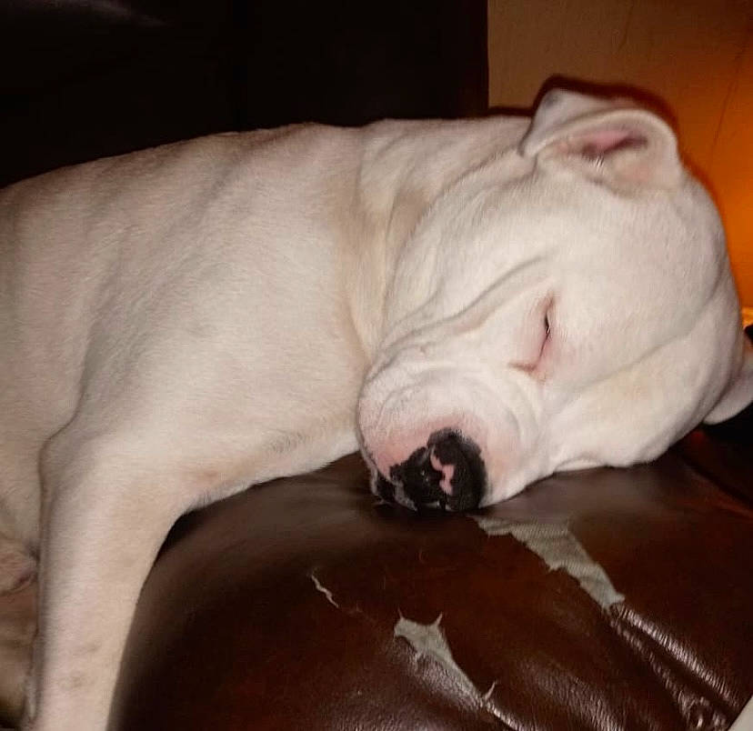 Achilles is registered to the contest to win money with this photo: canidae, carnivore, comfort, companion_dog, dog, dog_breed, fawn, felidae, fur, guard_dog, jaw, linens, nap, sleep, snout, sporting_group, terrestrial_animal, whiskers, working_animal, wrinkle