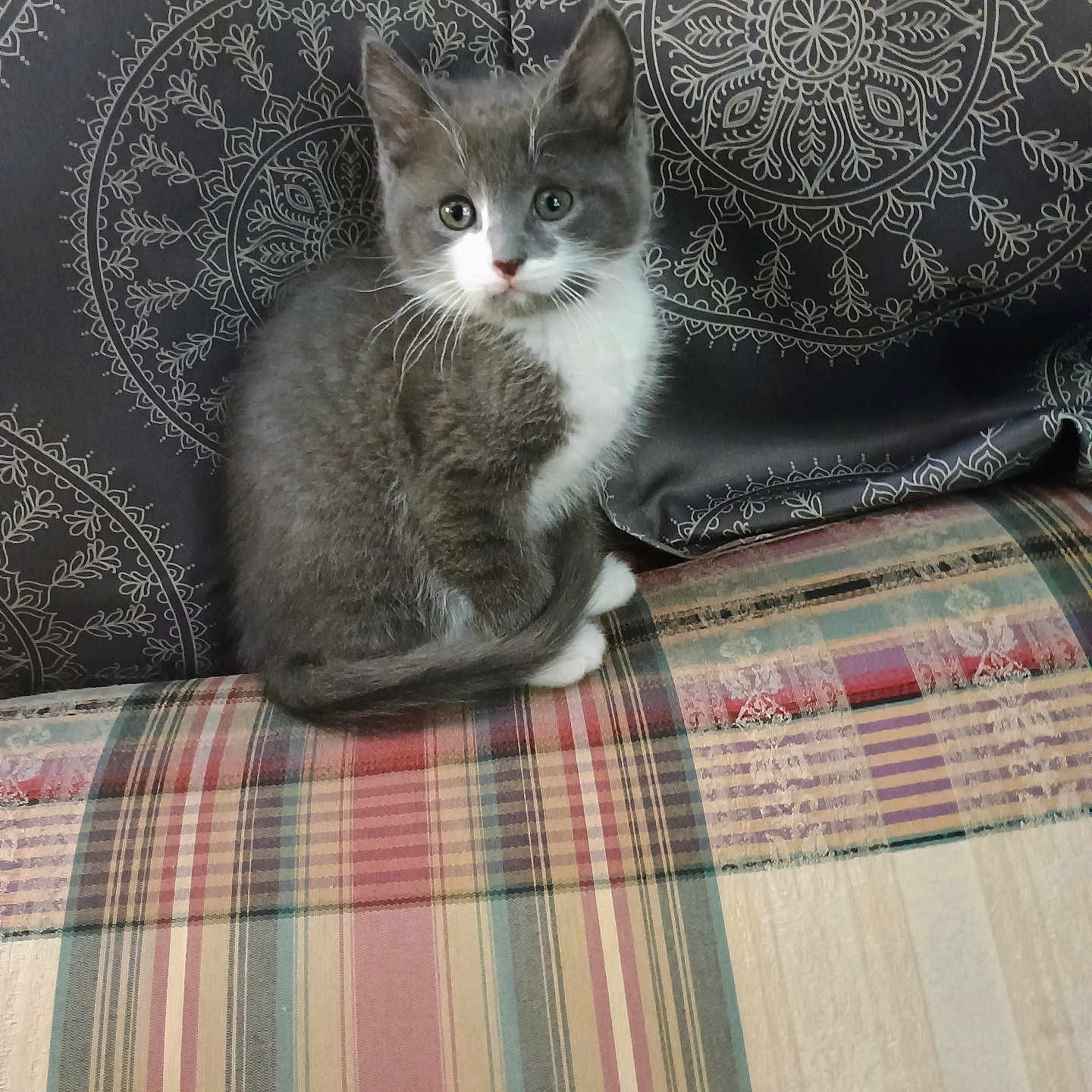 Smokey is registered to the contest to win money with this photo: alert, animal, cat, closeup, cushion, cute, ears, fabric, feline, gray_cat, indoor, kitten, patterned_background, pet, sitting, small, striped_pattern, tail, whiskers, white_cat