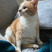 Garfield joined the competition — help win amazing prizes! cat, orange_cat, white_cat, pet, indoor, feline, cozy, blanket, couch, pillow, fur, whiskers, side_view, domestic_animal, relaxed, seated, curious, paw, ear, home