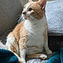 cat, orange_cat, white_cat, pet, indoor, feline, cozy, blanket, couch, pillow, fur, whiskers, side_view, domestic_animal, relaxed, seated, curious, paw, ear, home