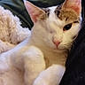 cat, one_eyed_cat, white_fur, tabby_markings, indoor, couch, blanket, relaxed, pet, feline, portrait, resting, close_up, animal, cute, soft_fur, cozy, domestic_cat, pink_nose, whiskers