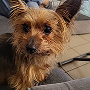 Caly a rejoint le concours — aidez-le/la à gagner de superbes lots ! dog, pet, couch, indoor, fur, ears, eyes, nose, animal, cozy, relaxing, background, legs, casual, home, companion, furry, curious, closeup, seated