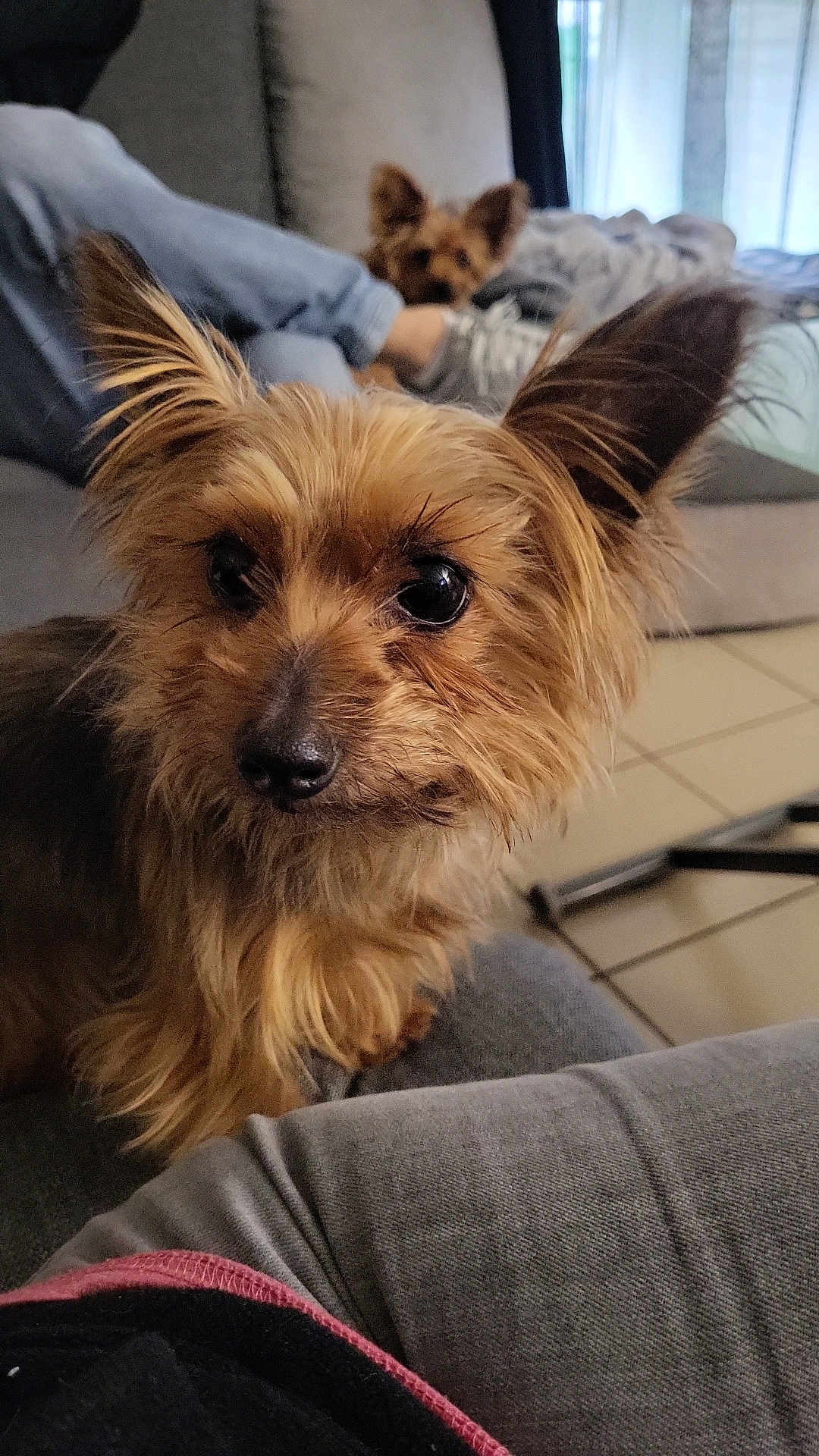 Caly a rejoint le concours — aidez-le/la à gagner de superbes lots ! dog, pet, couch, indoor, fur, ears, eyes, nose, animal, cozy, relaxing, background, legs, casual, home, companion, furry, curious, closeup, seated